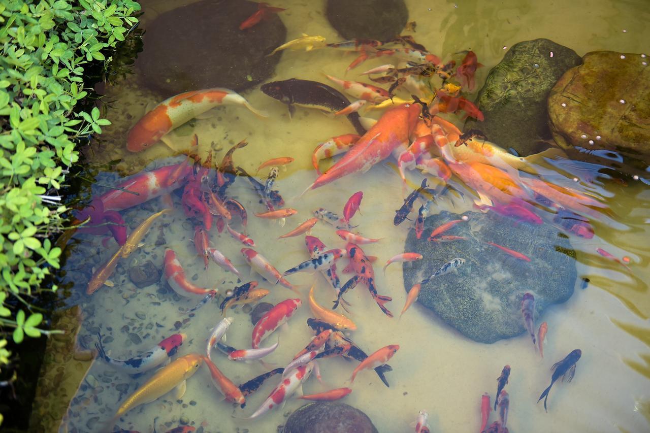 Recanto Das Carpas Ilhabela Dış mekan fotoğraf